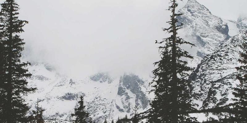 从幼猫到成猫：不同生命阶段猫咪的营养需求与科学喂养方案 | 猫咪知识社区