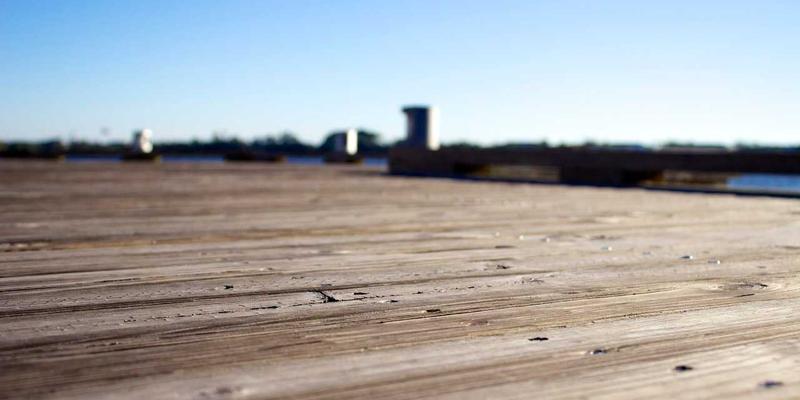 从独宠到共融：探索猫咪在现代社区中的角色与和谐共生之道