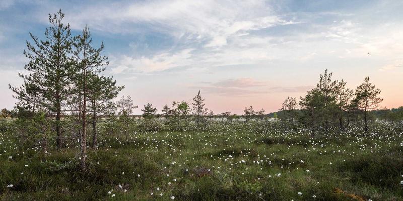 分享猫咪品种性格与护理秘籍：打造完美宠物社区共养指南