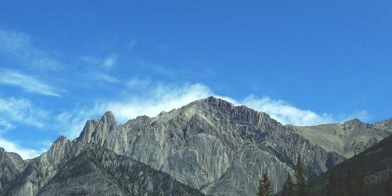 多猫家庭必读：科学化解猫咪领地冲突的实用指南