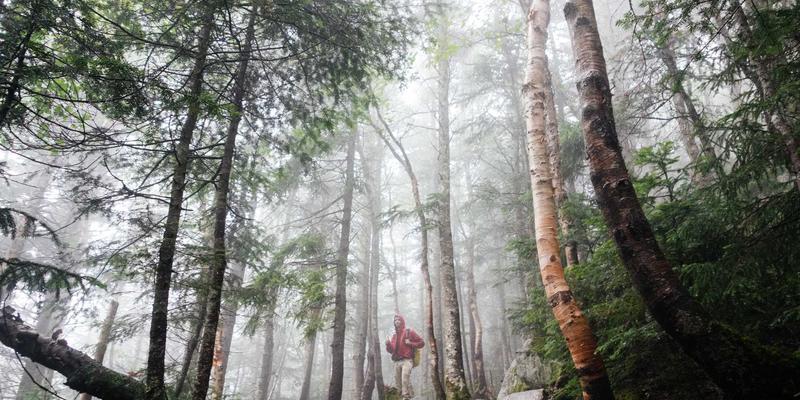 猫咪100：从养猫新手到社区达人，开启你的喵星人美好生活