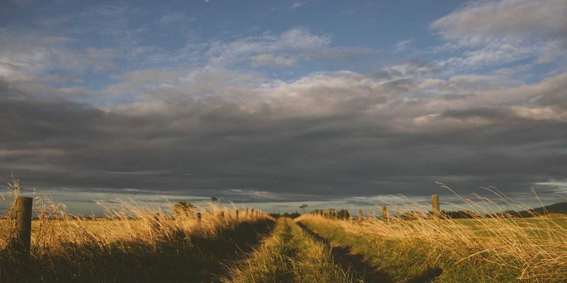 猫咪14天：从社区到家庭，如何科学迎接新成员