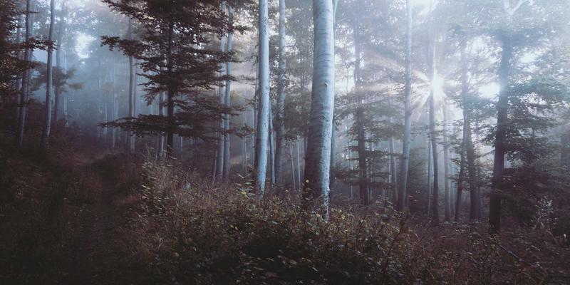 猫咪26个冷知识与实用经验分享：从新手到资深养猫人的必修课