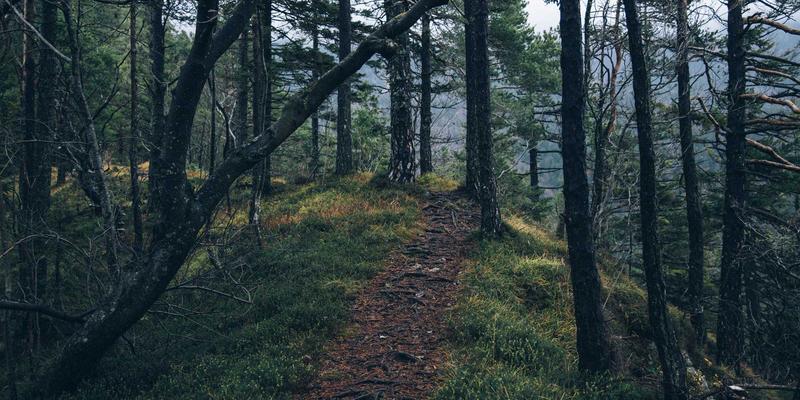 猫咪48小时：从新手到资深猫奴的养猫与分享指南