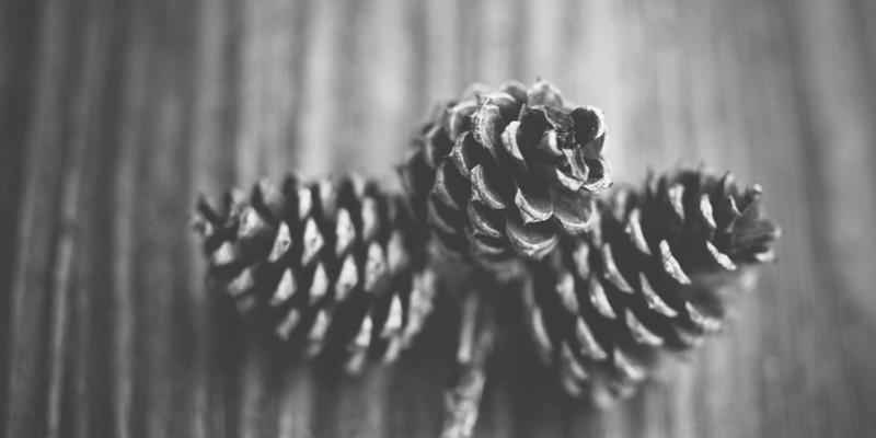 猫咪76：揭秘猫咪成为完美宠物的76个理由与养护智慧