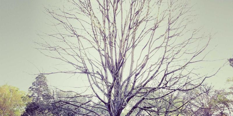 猫咪86：当数字邂逅萌宠，解锁宠物分享新潮流