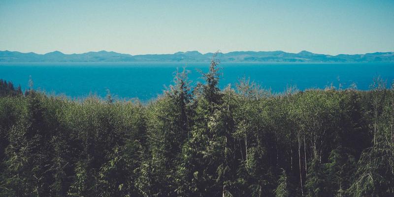 猫咪呼吸系统疾病护理全指南：识别猫哮喘与慢性鼻支气管炎，掌握家庭管理技巧