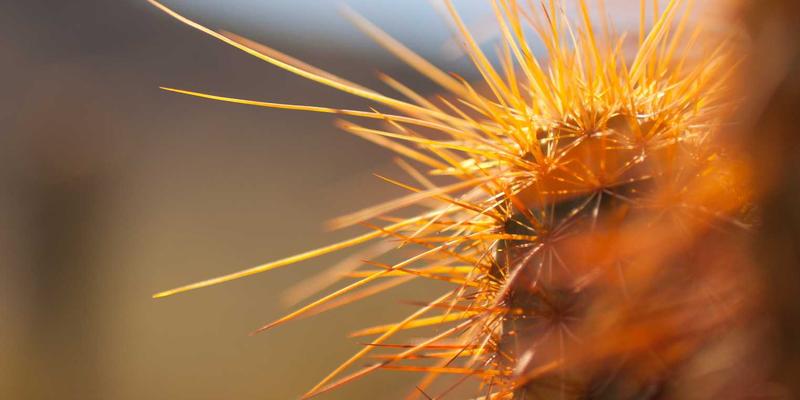 猫咪定期体检全攻略：各年龄段必查项目与异常指标深度解读