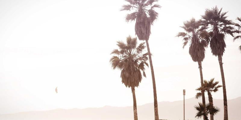 猫咪怎么用？解锁宠物猫咪在现代社区生活中的多重角色