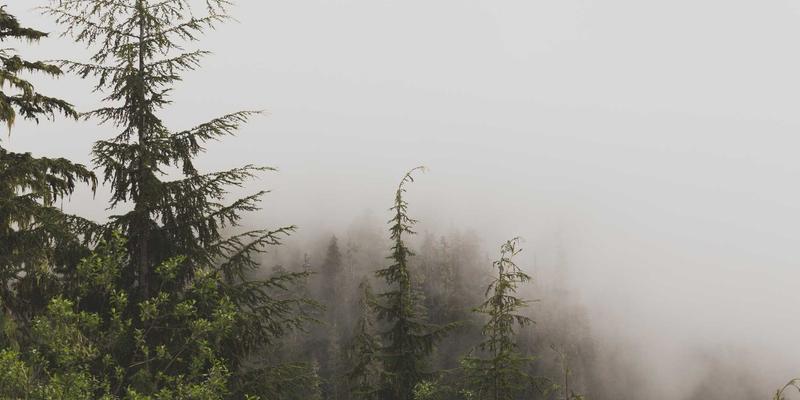 猫咪甲状腺功能亢进全面管理指南：从药物、放射碘到饮食干预的明智选择