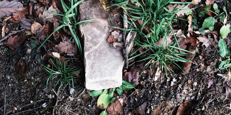 猫咪疫苗接种全攻略：核心疫苗与非核心疫苗详解，守护爱宠健康