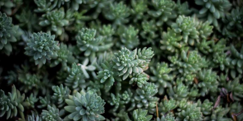 猫咪社区：打造科学宠物护理的温暖港湾