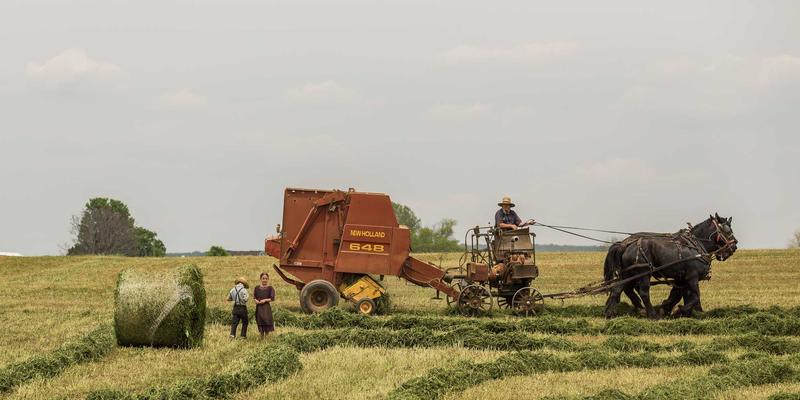 猫图片分享：冬季猫咪保暖全指南，重点关注老年猫与幼猫的特殊护理