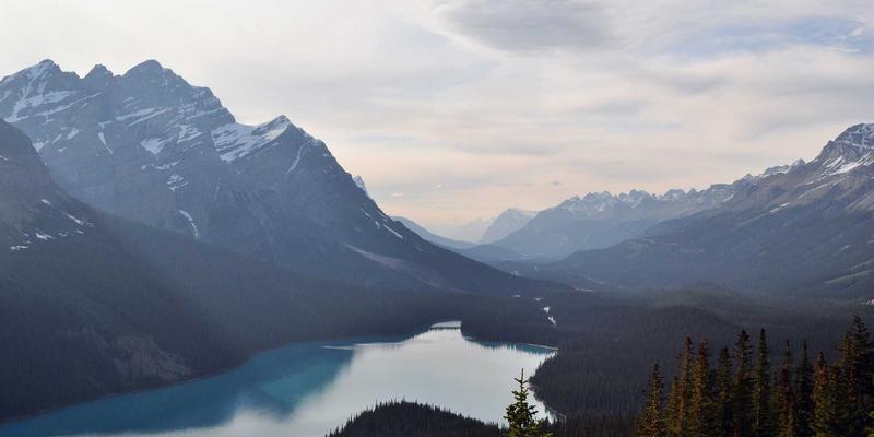 社区养猫最佳实践：从宠物到家人，共建和谐邻里