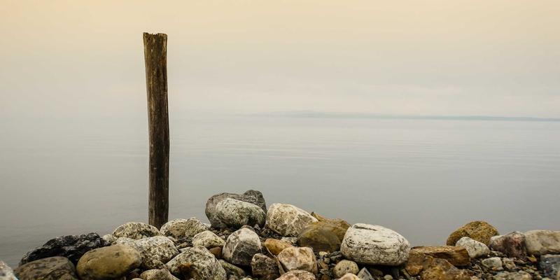 社区分享 | 猫咪绝育手术全攻略：术前准备与术后恢复要点，守护爱宠健康